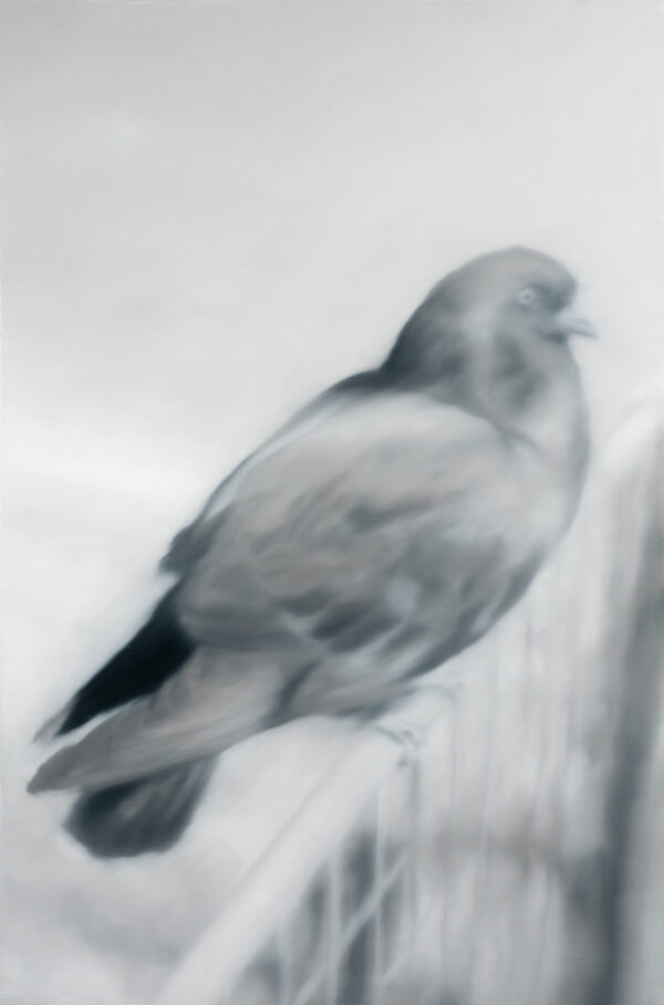 paloma, Óleo, sobre tela de algodón, 67 x 45 cm
