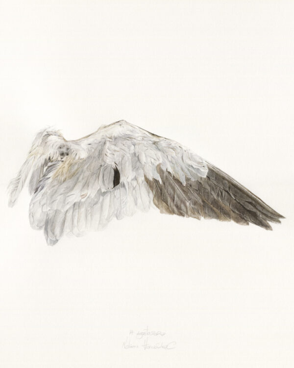 study for a wing, Watercolor, About Arches 300g Satin paper, 26 x 36 cm / 10.2 x 14.1 in