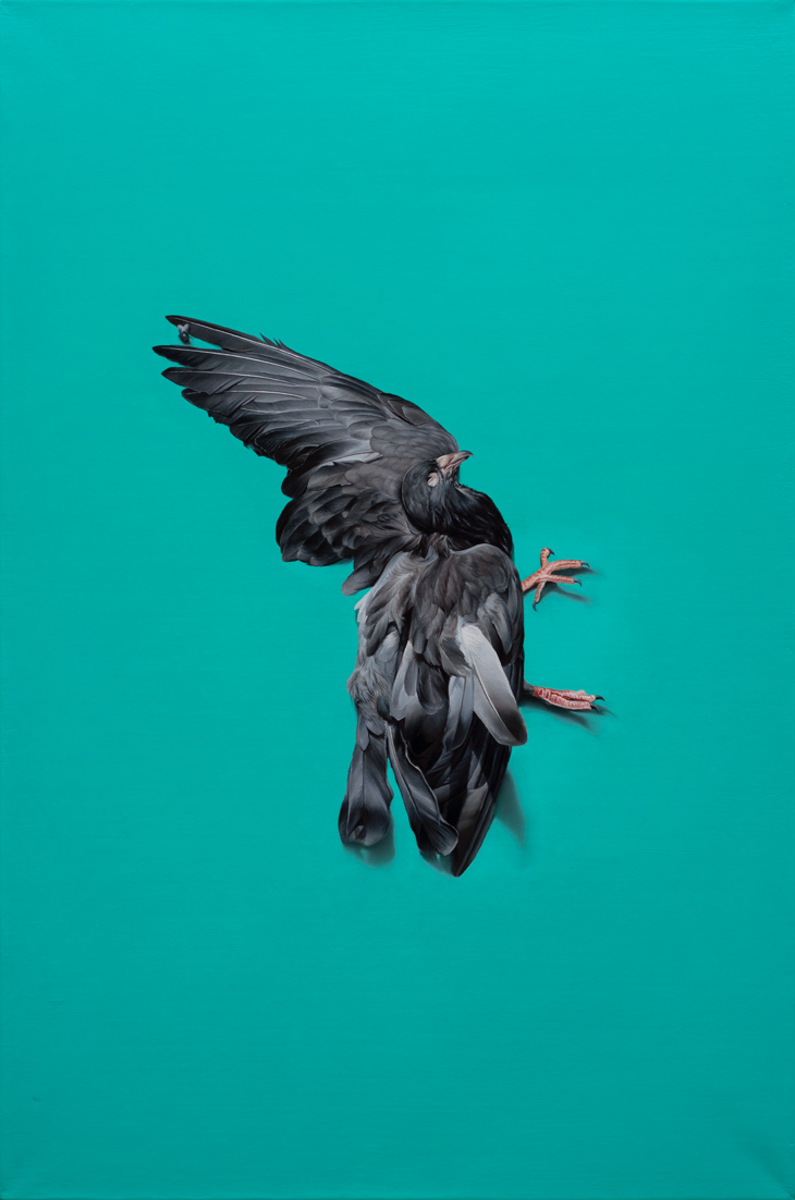 dove, Oil, About linen, 90 x 60 cm / 35.4 x 23.6 in